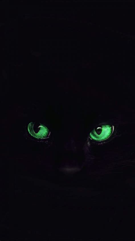 Black Cat Eyes IPhone Wallpaper - IPhone Wallpapers : iPhone Wallpapers