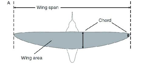 chord and wing span of bird wing | Download Scientific Diagram