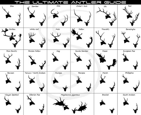 The ULTIMATE Antler Guide by TalonV on DeviantArt