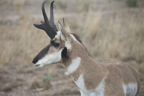 Free photo: Pronghorn Antelope - Animal, Antelope, Jungle - Free ...