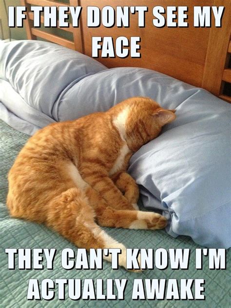 FACEBLOCK | Funny good morning memes, Funny cat pictures, Funny cat memes