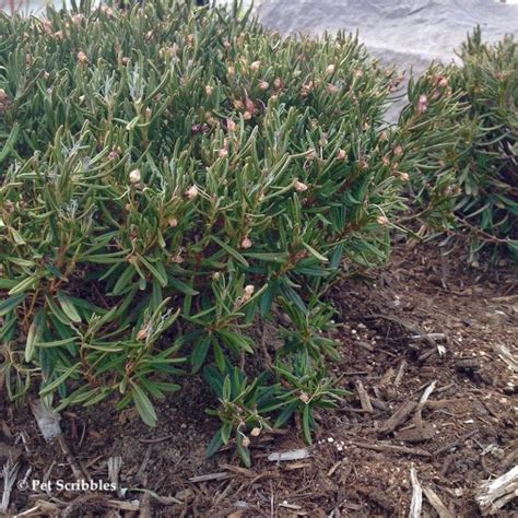 Bog Rosemary Facts You Need to Know (Andromeda Polifolia) - Garden Sanity by Pet Scribbles