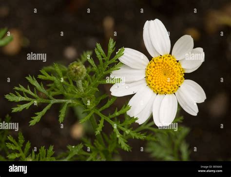 Corn Chamomile (Anthemis arvensis) flower, close-up Stock Photo - Alamy