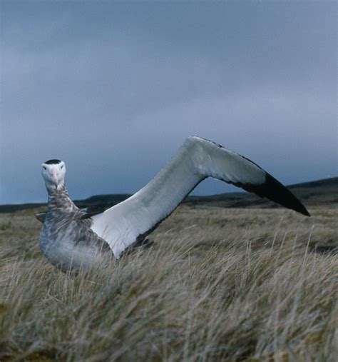 Amsterdam Albatross: Why is it Endangered?