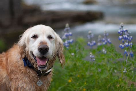 12 Best Dog Breeds for Senior Citizens