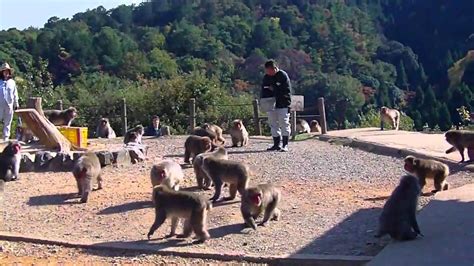 [Japan 2010] Arashiyama Monkey Park Iwatayama - YouTube