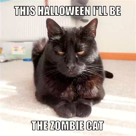 21 Funny Halloween Cat Memes Free Download 2024 - QuotesProject.Com