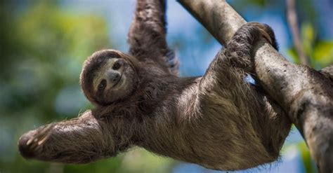 Sloth Spirit Animal Symbolism & Meaning - A-Z Animals