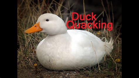 Duck Quacking Quack Sound Effect Loudly Noises Song Voice Funny Cartoons Fx Squeaky Zoo Kids ...