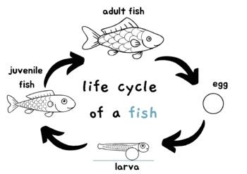 Life Cycle Of A Fish Worksheet