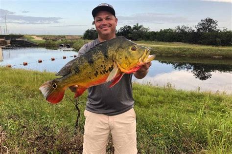 Can you eat Peacock Bass? – Catch Florida Peacock Bass