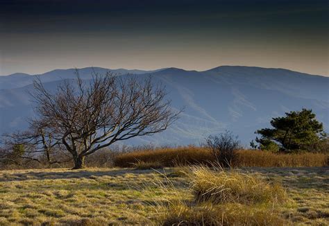 Gregory Bald - Great Smoky Mountains National Park - Tennessee Photograph by Brendan Reals