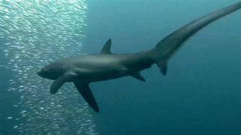 Stunning tail: Thresher sharks evolved to slap and kill their prey