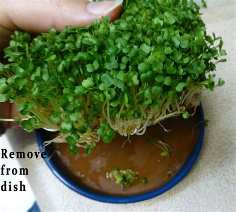 Too Easy - How To Grow & Harvest Chia Sprouts. Website States This Method Is Also Applicable To ...