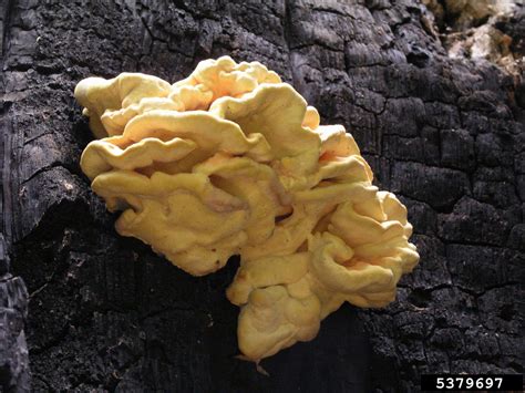 sulfur shelf (Laetiporus sulphureus)