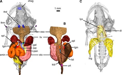 Digital dissection of the model organism Xenopus laevis using contrast ...