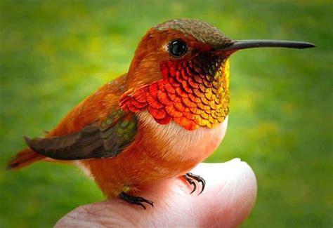 Clancy Tucker's Blog: 23 March 2017 - THE BEE HUMMINGBIRD