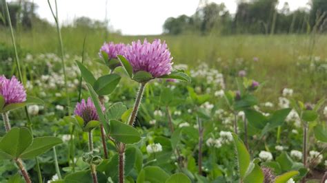 Ben's Journal: Name that Plant: Pink and White Edition