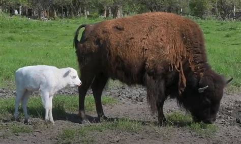 Meet HOPE the Rare White Bison Born Near Missoula