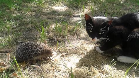 Hedgehog attacks cat - YouTube