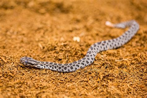 Baby Rattlesnakes at Chicago Zoo - Animal Fact Guide