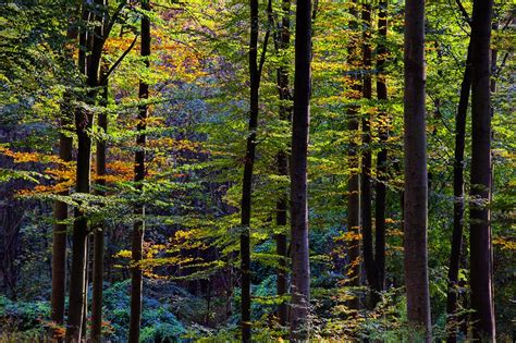 Study Shows Protected Forests Are Cooler - Inside Climate News