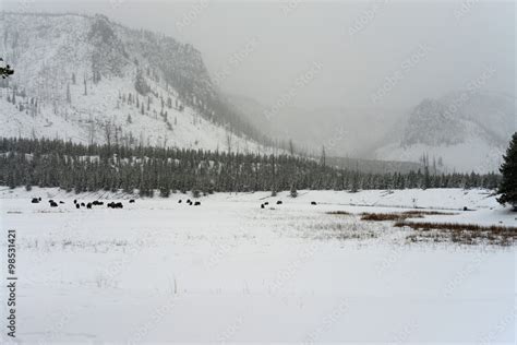 Yellowstone American Bison Herd Stock Photo | Adobe Stock