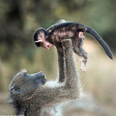 🔥 Mother baboon playing airplanes with her infant at Kruger National ...