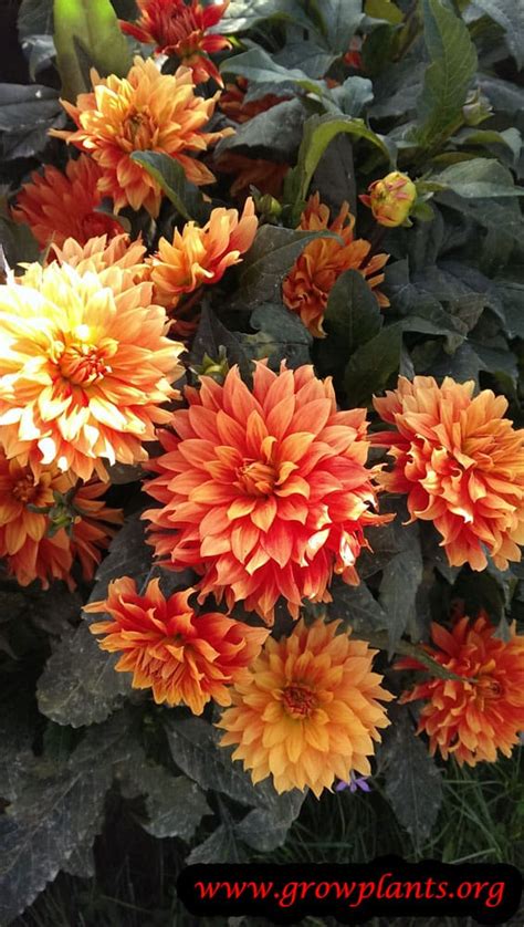 Dahlia plant - How to grow & care