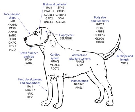 On Biology Village dog DNA reveals genetic changes caused by domestication