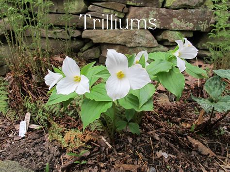 Trilliums In My Garden: Wildflower Wednesday