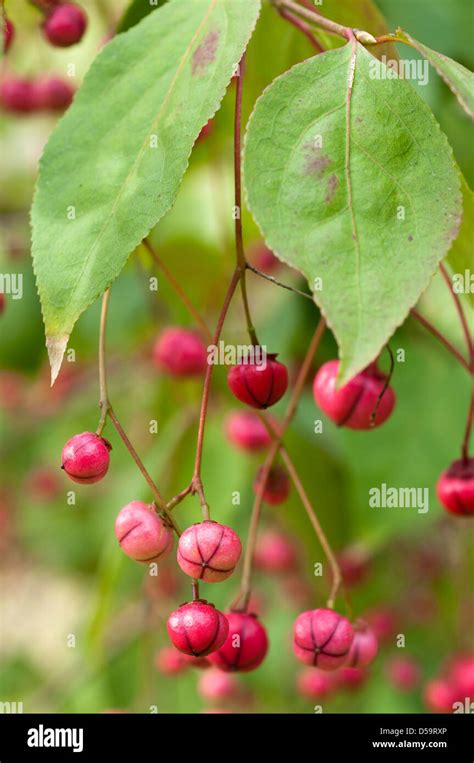 Euonymus berries hi-res stock photography and images - Alamy