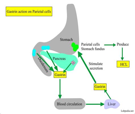 Gastrin Level, Zollinger-Ellison Syndrome – Labpedia.net