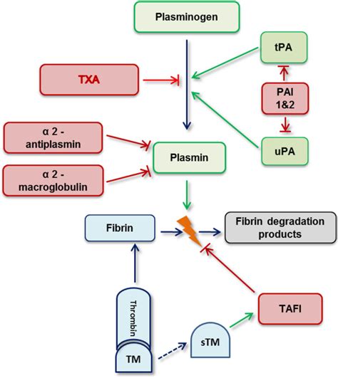 Fibrinolysis and bleeding of unknown cause - Research and Practice in ...