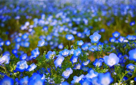 Beautiful Blue Flowers Wallpapers - Top Free Beautiful Blue Flowers Backgrounds - WallpaperAccess