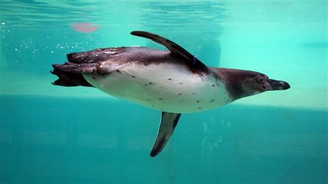 Free Images : sea, water, nature, ocean, glass, animal, explore, underwater, swim, zoo, penguin ...