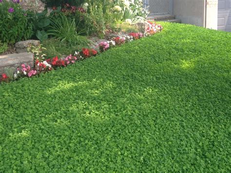 Types of groundcovers – Artofit