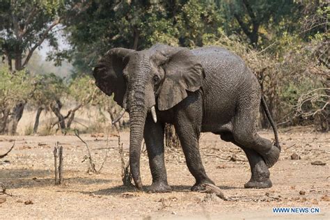 In pics: animals at Gonarezhou National Park in Zimbabwe (2) - People's ...