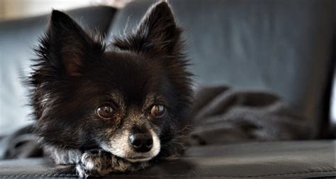 Chihuahua Lifespan: How Long Do Chihuahuas Live?