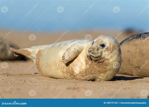 Seal Pup stock photo. Image of halichoerus, wildlife - 28019150