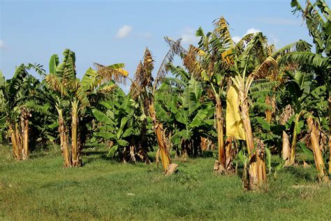 Nigeria's agric minister inspects first organic banana plantation for export · Businesstimeng