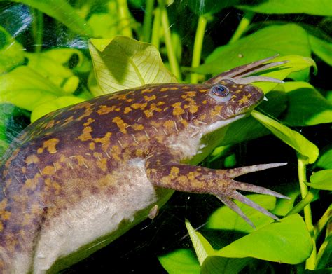 Scientists Find New Type Of Cell That Helps Tadpoles’ Tails Regenerate | Connected Cambridge