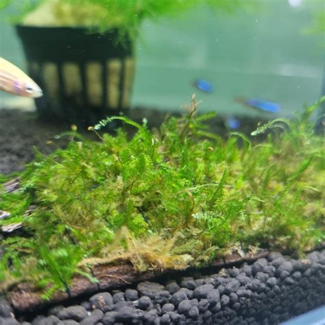 Java Moss Aquarium Plant Fish Tank Shrimp Greenery, Furniture & Home Living, Gardening, Plants ...