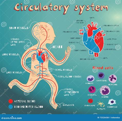 Vector Cartoon Illustration of Human Circulatory System for Kids Stock Vector - Illustration of ...