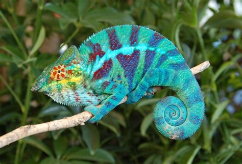 Ambanja Panther Chameleons for Sale (Sturgis Bloodline) Ambanja Panther Chameleon Breeders | FL ...