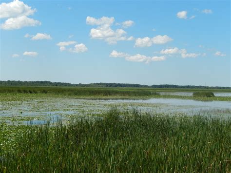 Least Bittern : Minnesota Breeding Bird Atlas