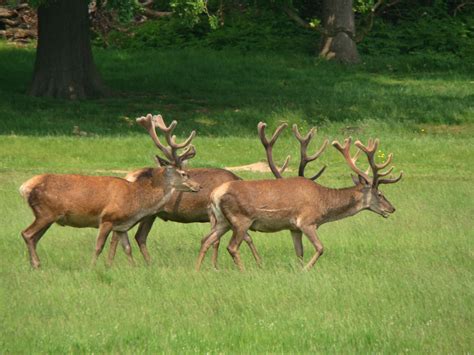 Photographs — Richmond Park — Deer — 5 June 2016 — 4 — wasaweb.net