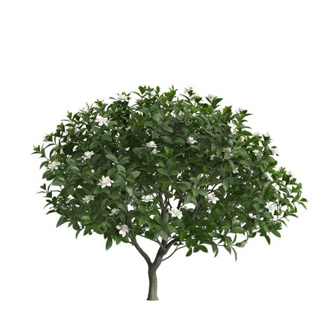 Gardenia Jasminoides Ellis Tree, Tree, Plant, Flower PNG Transparent ...