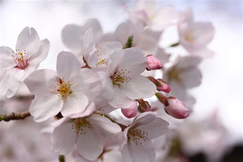 Free Images : nature, branch, flower, petal, food, spring, produce, japan, flora, cherry blossom ...