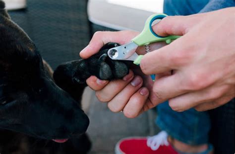 How to Use Dog Nail Clippers | Great Pet Care